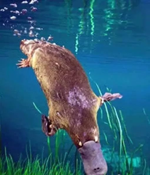 海妖的呼唤_海妖塞壬_海妖：