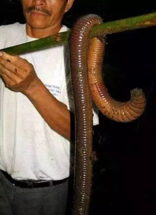 海妖：_海妖的呼唤_海妖塞壬