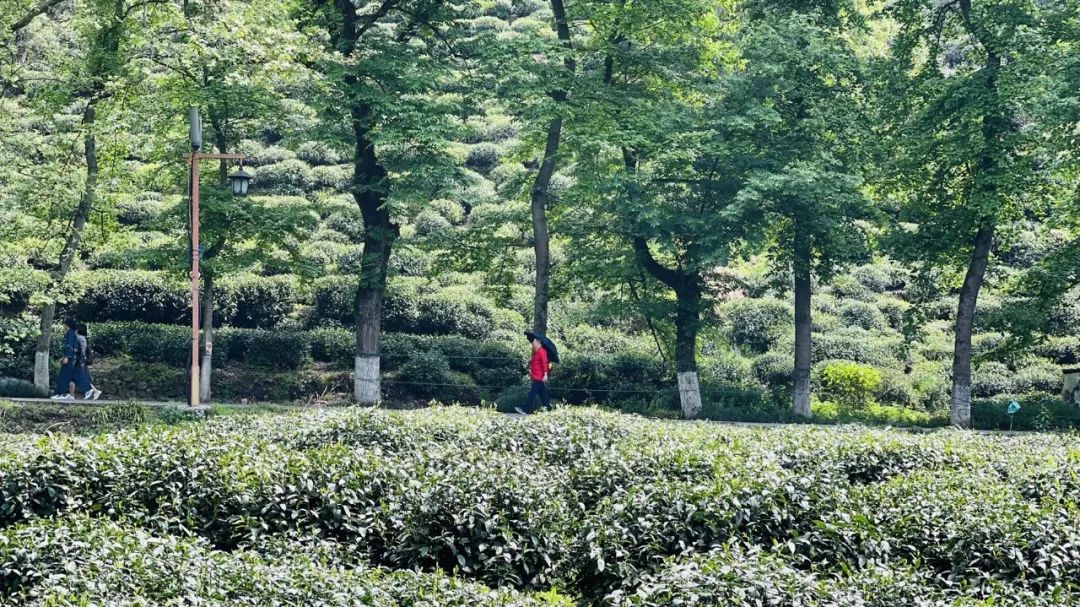 数字货币风险防范_货币风险规避策略_分析数字货币的风险管理策略