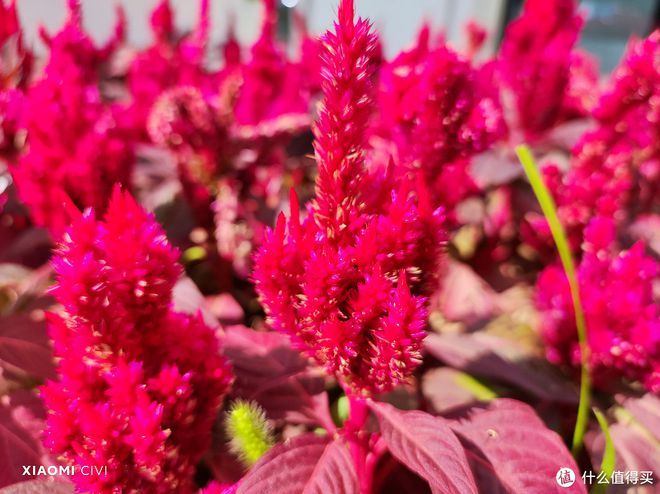 小米性价追求手机用户选择哪个_小米追求性价比_追求性价比：用户为何选择小米手机？